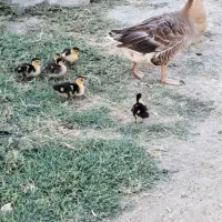 قاز با بچه اردک روسی
