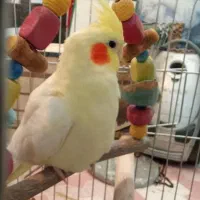 عروس هلندی بالغ ماده