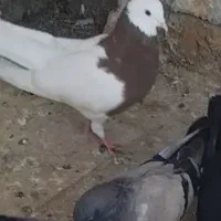 کبوتر‌طوقی‌باخت‌رفته‌