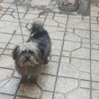 سگ پاپی
