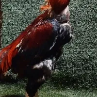 خروس لاری مرغ لاری