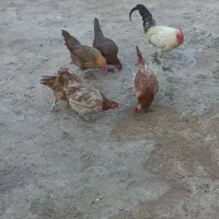 مرغ کردی