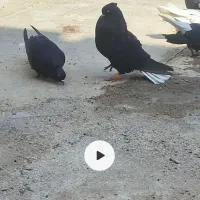 اشعل دمسفید زیر و بال عالی