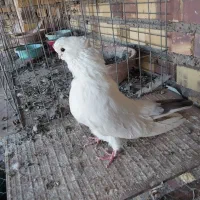 کبوتر نوک قنار طوقی و سبز