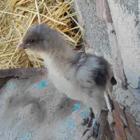 جوجه برهما