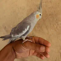 طوطی برزیلی.عروس هلندی ماده دستی