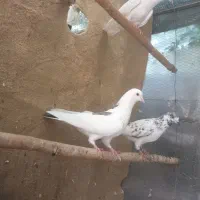 کبوتر پرشی ساعت سنگین