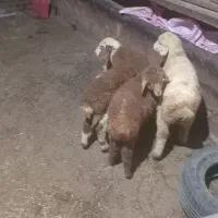 ۴عدد بره