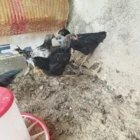 جوجه خروس چاق