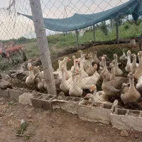 غاز و قو قاز