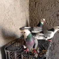 کبوتر