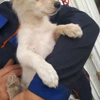 توله سگ پا کوتاه  ۵ ماهه نژاد اشپیدز