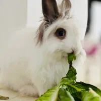 خرگوش آنگوری مینیاتوری