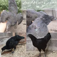 جفت گلین پنگوئنی و خروس گلین و جوجه گلپایگان|حیوانات مزرعه|رشت, معلم|دیوار