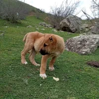 سگ سرابی نر