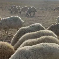 فروش میش وگوسفند داشتی