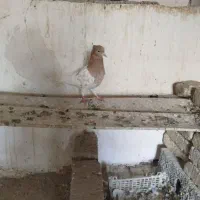 کبوتر کله زرد کاکلی و یک جفت شازده