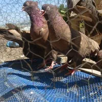 سرخ آبادانی