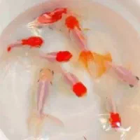 ماهی عید ارزان