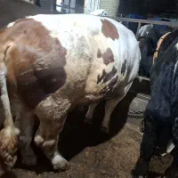 گوشت گاو نر سیمنتال  عالی