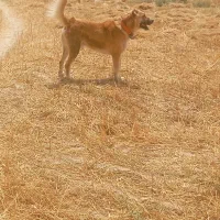 سگ گله