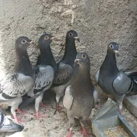 جوجه کبوتر