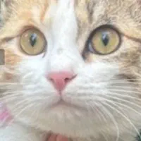 واگذاری بچه گربه  رایگان