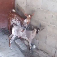 کهره صلاله