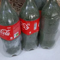 شوید سبز