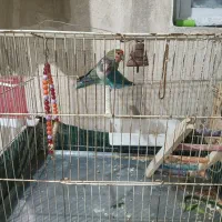 دو عدد طوطی برزیلی مولد همراه با ۴ عدد جوجه