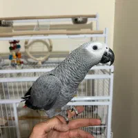 جوجه کاسکو ۷ ماهه رام و دستی