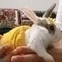 خرگوش