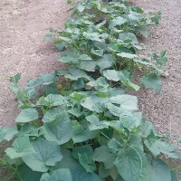 خیارفقط  مخصوص خیارشور