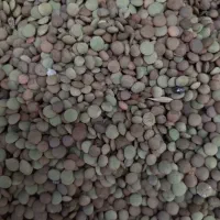 عدس|خوردنی و آشامیدنی|تبریز, |دیوار