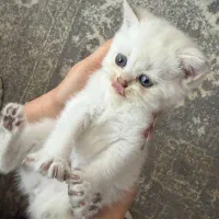 گربه ماده