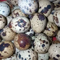 تخم بلدرچین خوراکی