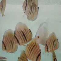 ماهی دیسکس