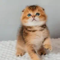 گربه اسکاتیش بلک گلد