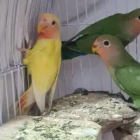 ۵ عدد طوطی برزیلی جوجه