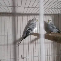 مرغ عشق|پرنده|بوشهر, |دیوار