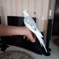 عروس هلندی نژاد  سخنگو درشت
