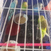 چهار عدد|پرنده|مشهد, خرمشهر|دیوار