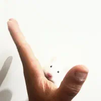 همستر خوشگل  با مزه بازی گوش