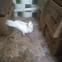 کبوتر طوق سیاه ماده