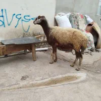 فروش گوسفند چهار دندان