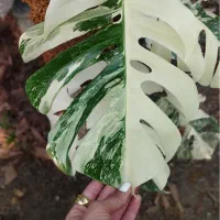 فضای سبز ،نگهداری و فروش گل و‌گیاه اپارتمانی