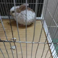 خرگوش ۱ماهه