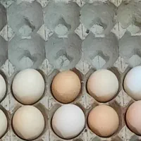 تخم مرغ نطفه دار برهما