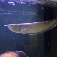 ماهی گوشتخوار آروانا و اسکار