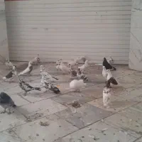 کفتر